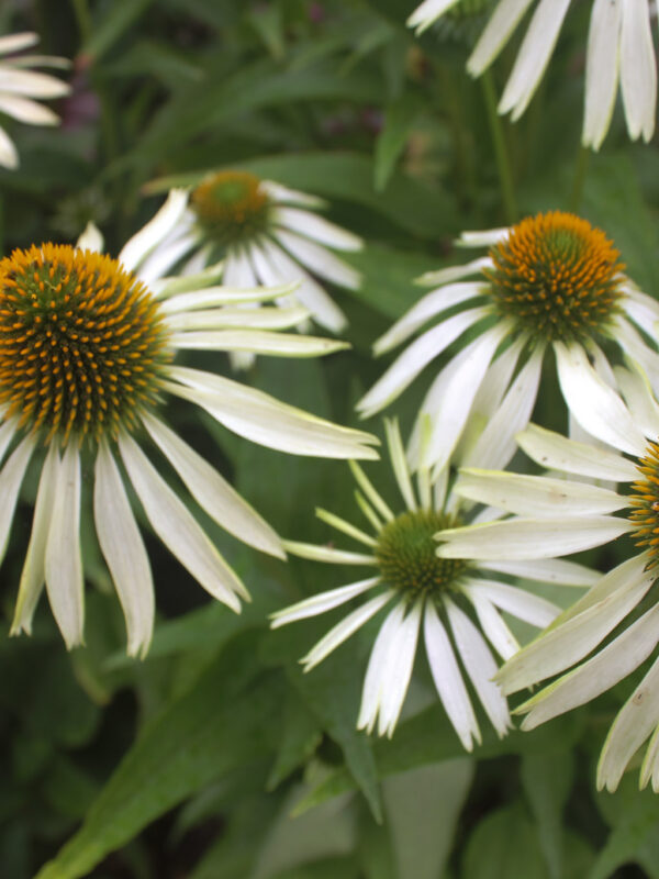 Solhatt 'Alba'
