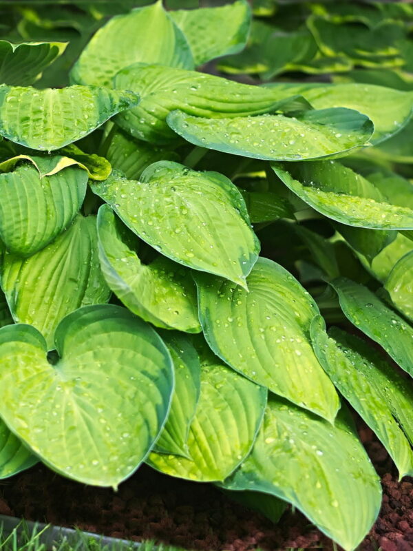 Funkia med gula blad