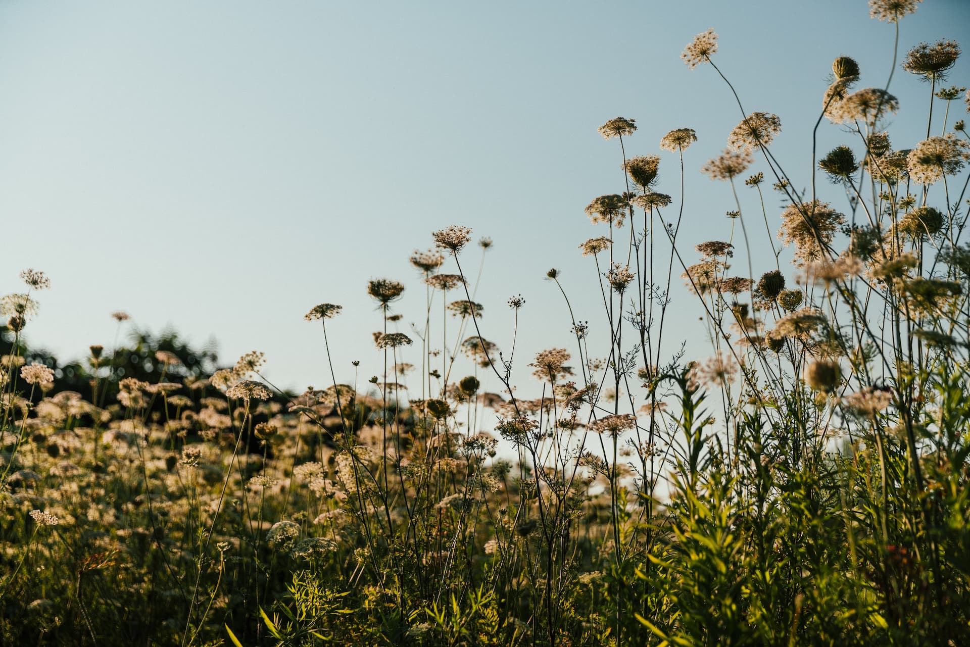 Äng med blommor