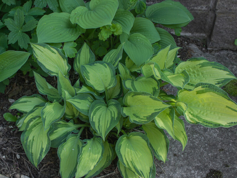 Hosta / Funkia är en lättskött perenn