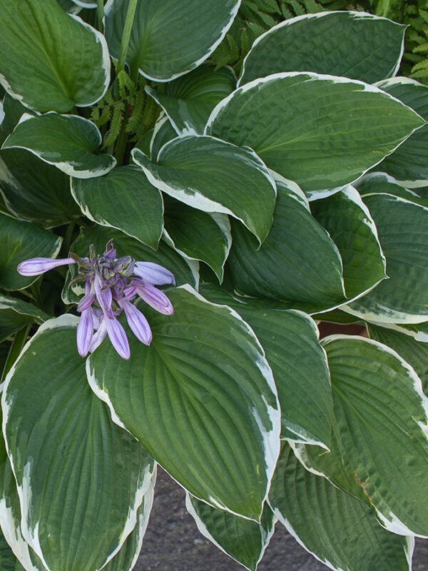 Blomsterfunkia Francee har gröna blad med en vit kant