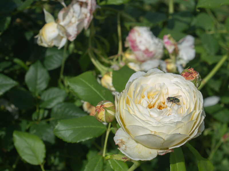 Gul ros i engelska trädgården