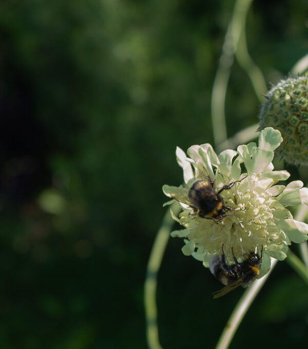 Humlor på blomma