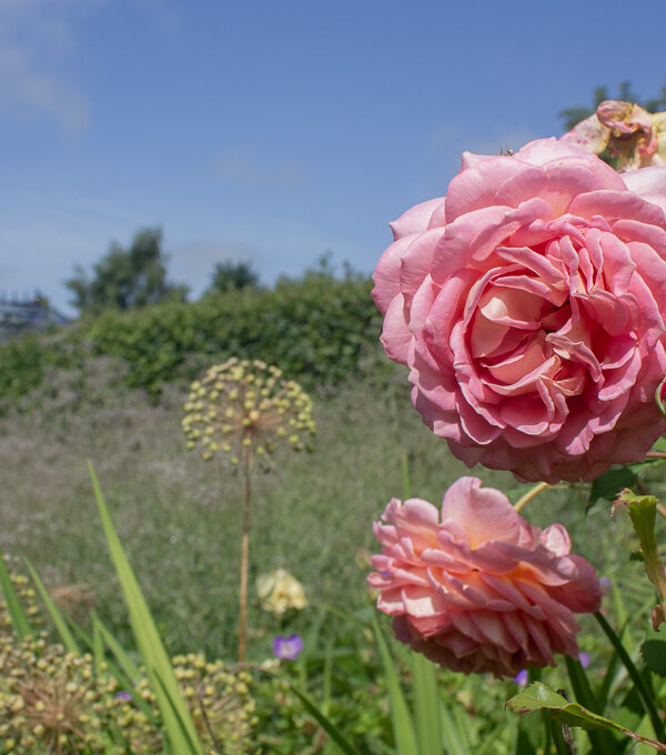 Rosa ros i engelska trädgården