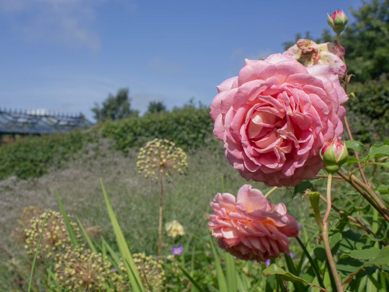 Rosa ros i engelska trädgården