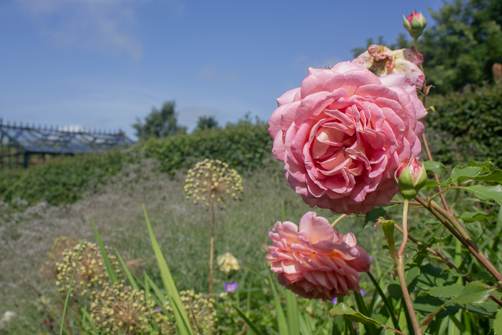 Rosa ros i engelska trädgården