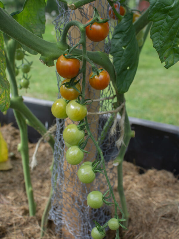 Tomater min odling juli 2021