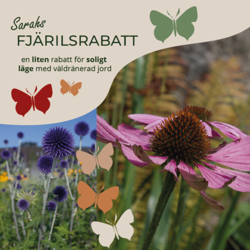 SARAHS FJÄRILSRABATT liten sol (Rabatt-design) - Sarah Birgitta ...