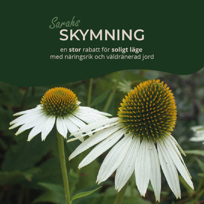 SARAHS FJÄRILSRABATT liten sol (Rabatt-design) - Sarah Birgitta ...
