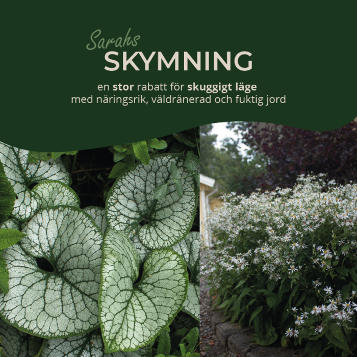 SKYMNINGSRABATT liten sol (Rabatt-design) - Sarah Birgitta Trädgårdsdesign