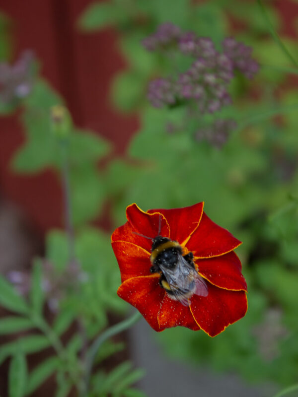 Linnétagetes med humla