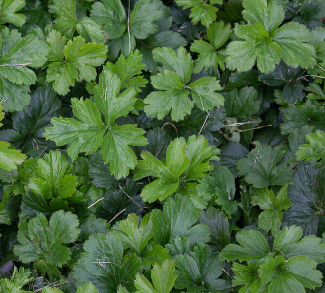 En matta av waldsteinia