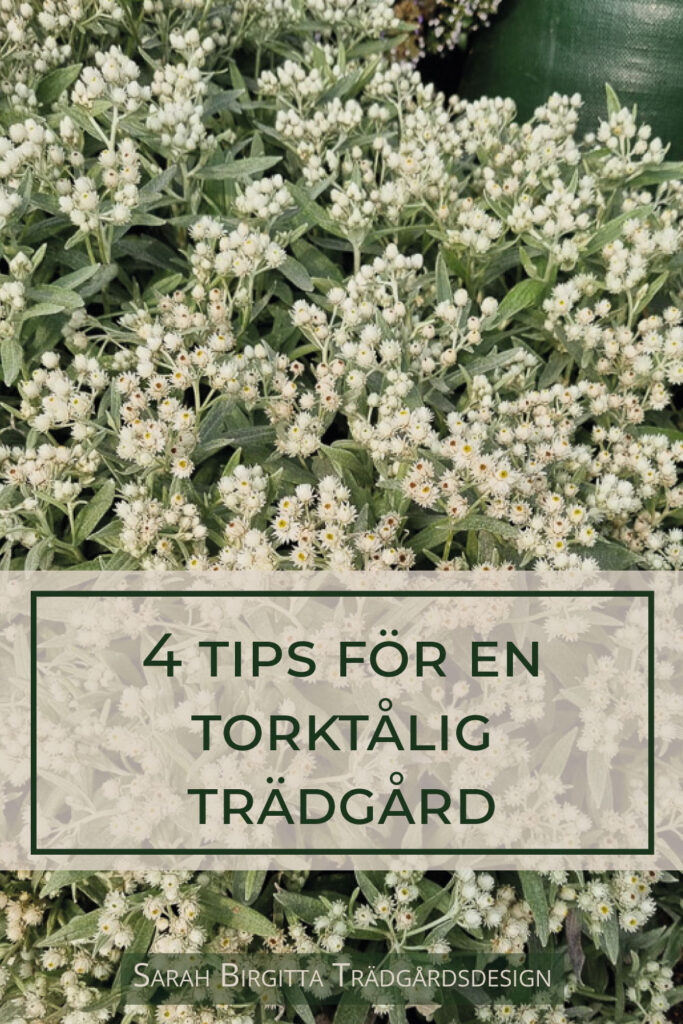 4 tips för en torktålig trädgård