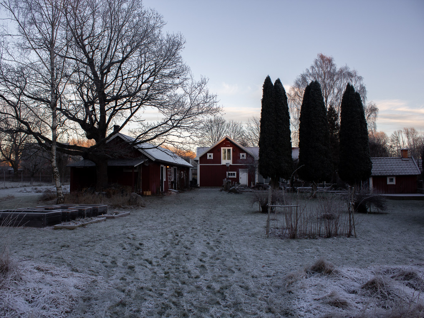 Trädgården täckt i frost