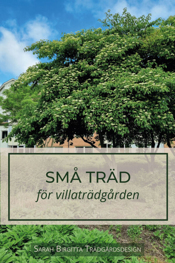 Små träd för villaträdgården - Sarah Birgitta Trädgårdsdesign