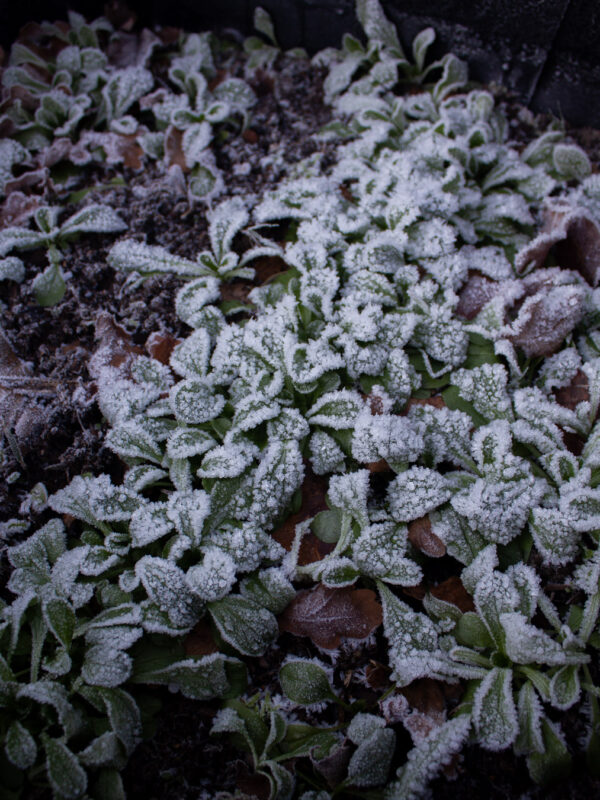 Machesallat täckt i frost