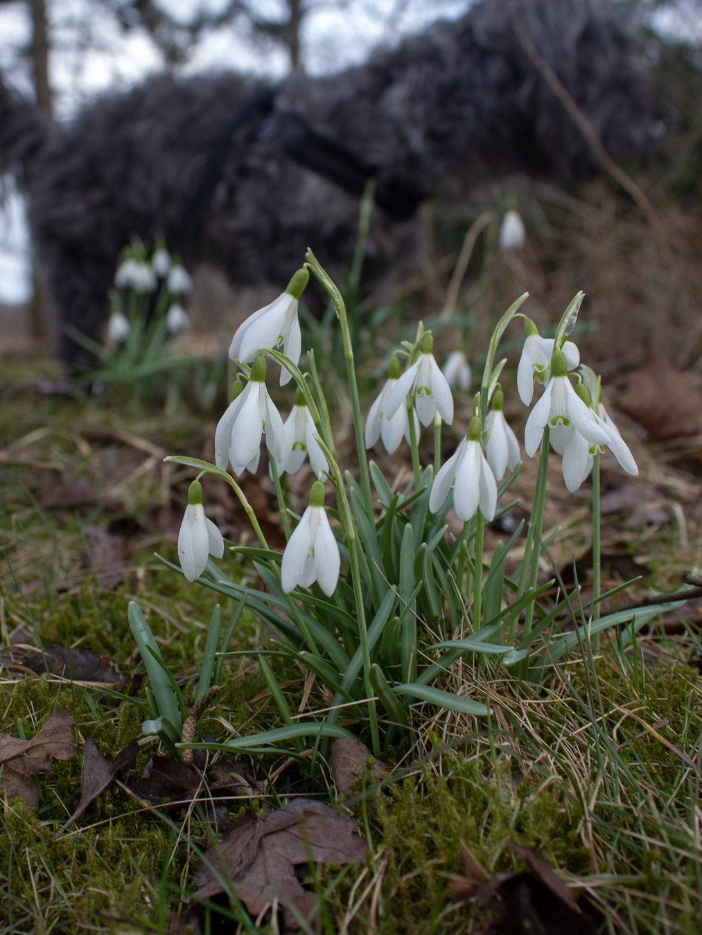 Snödroppar som blommar på vårvintern