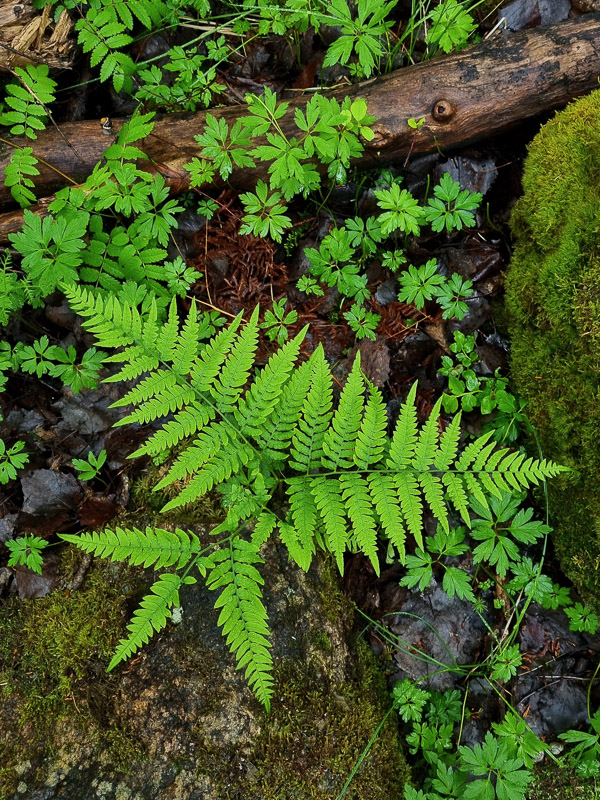 ormbunke i skogen