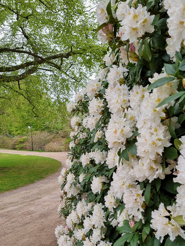 vit rhododendron som blommar i Sofieros slottsträdgård