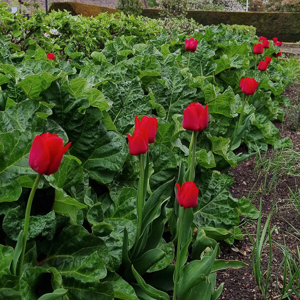 röda tulpaner och rabarber i Sofieros slottsträdgård