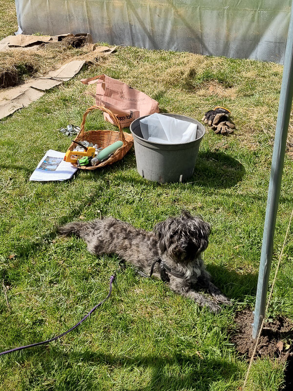 Hunden Evi hjälper till att bygga växthus