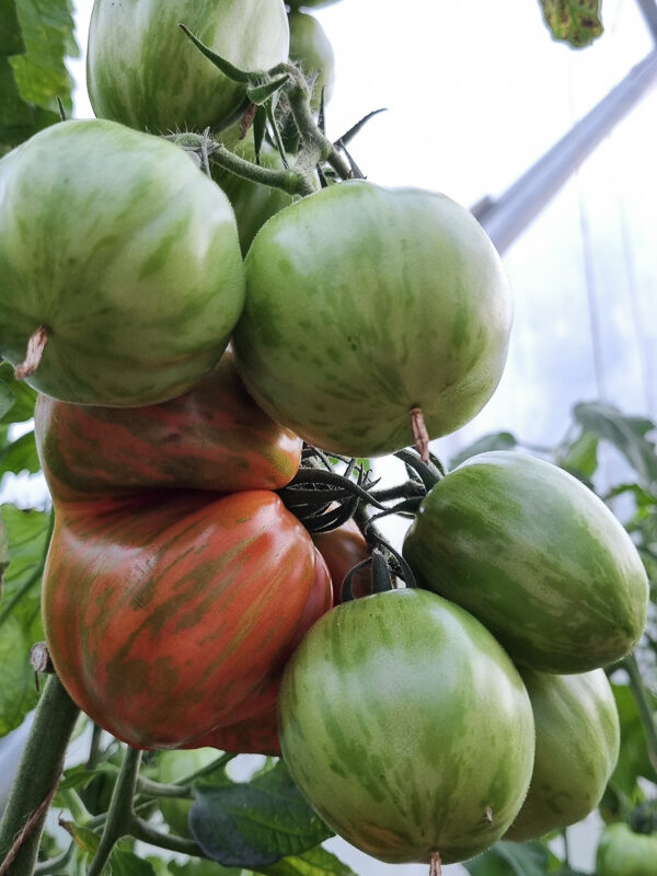 Randiga tomater, några gröna och några röda. Sorten heter Green Zebra.