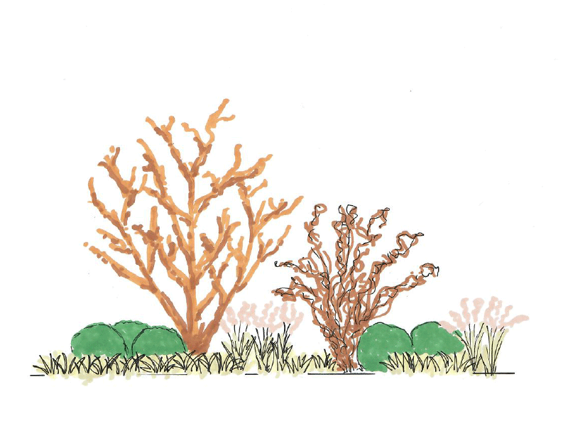 växter för vinterfägring i vinterskrud