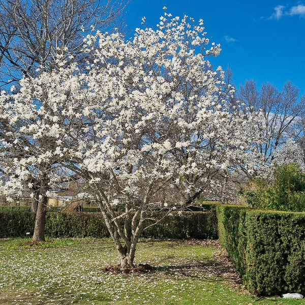 vårblommande magnolia