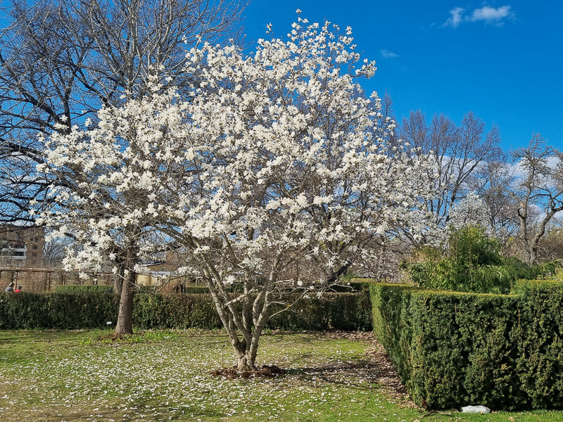 vårblommande magnolia
