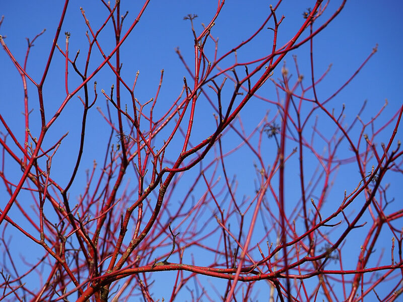 Kornellens röda bladverk ger färg under vintern