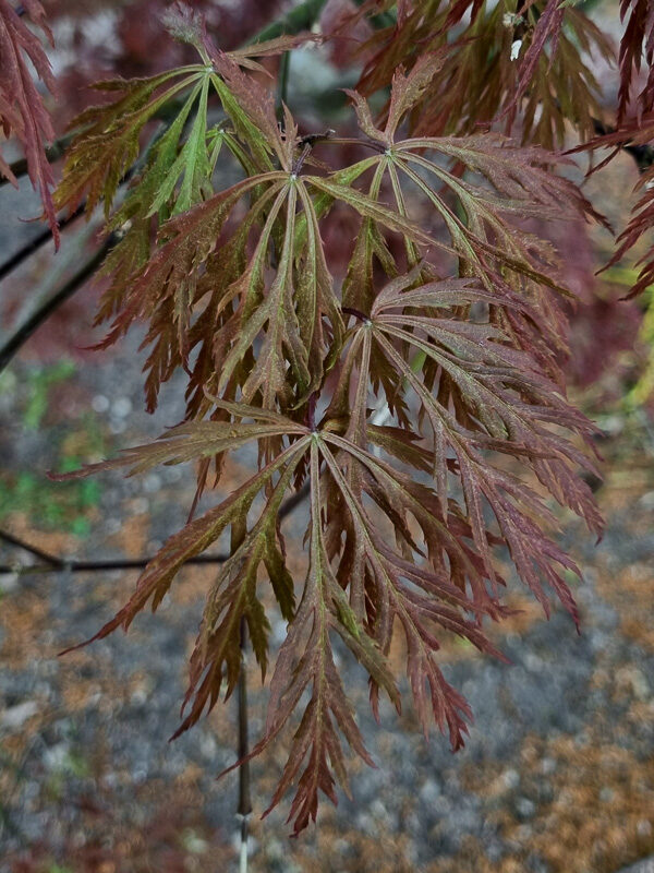 Japansk lönn, Acer palmatum
