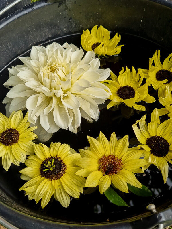 En vit och flera gula blommor flyter i vattnet, i en svart hink.