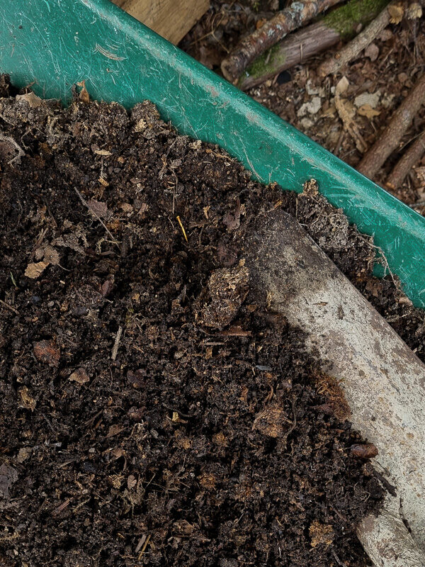 Använd kompost som täckmaterial i en torktålig trädgård