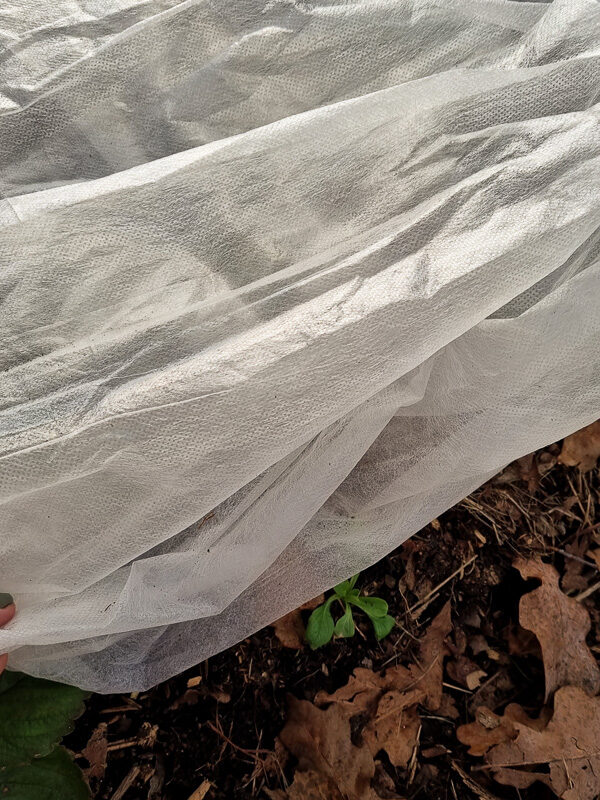Fiberduk täcker tulpaner som är på väg upp ur jorden