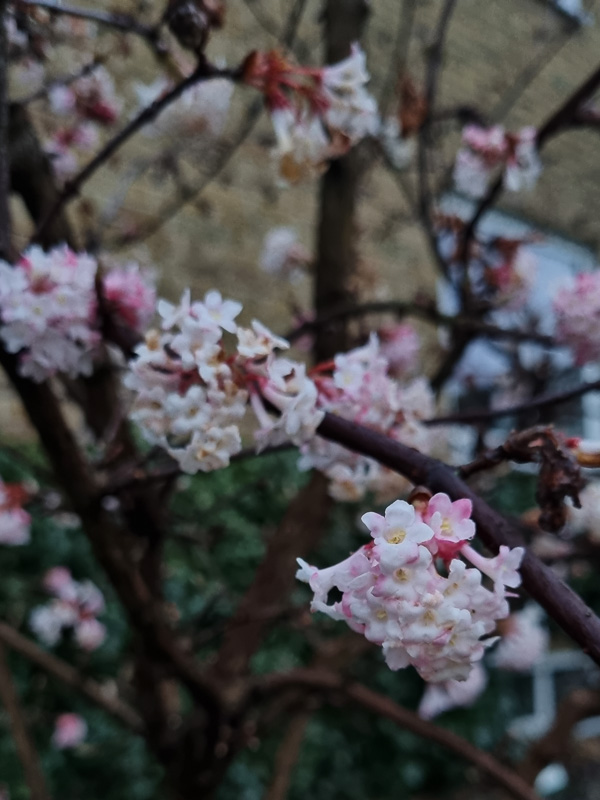 Hybridkejsarolvon blommar i mars