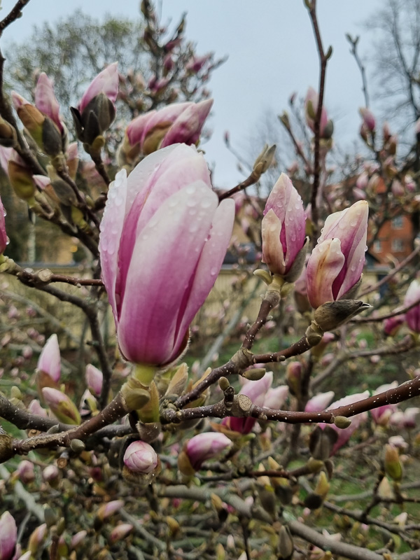 Magnoliablom i stadsparken i Örebro