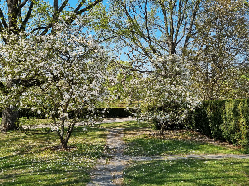 Magnoliablom i maj