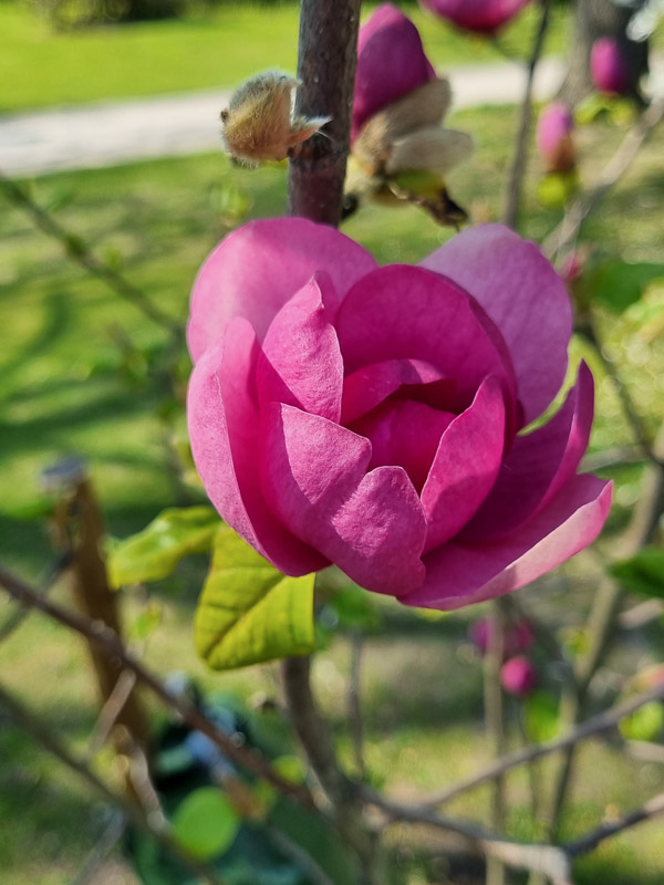 Magnolia soulangiana ’Black tulip’