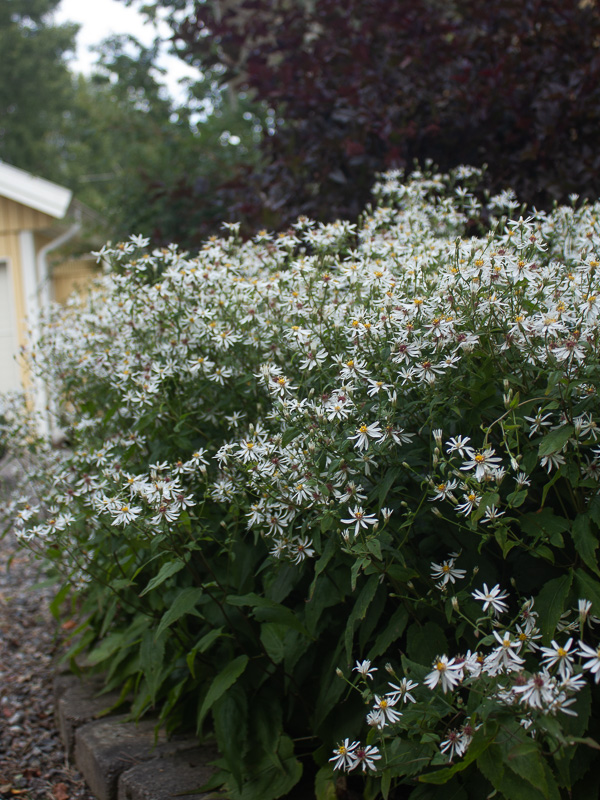 Vit skogsaster har en vit blomning som är underbar i skugga