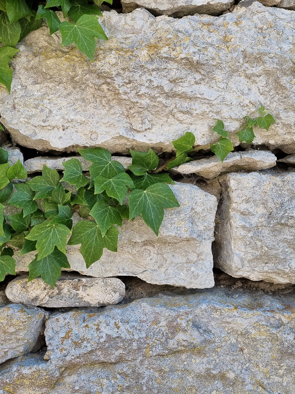 Murgröna klättrar på ruin i Visby Botaniska Trädgård