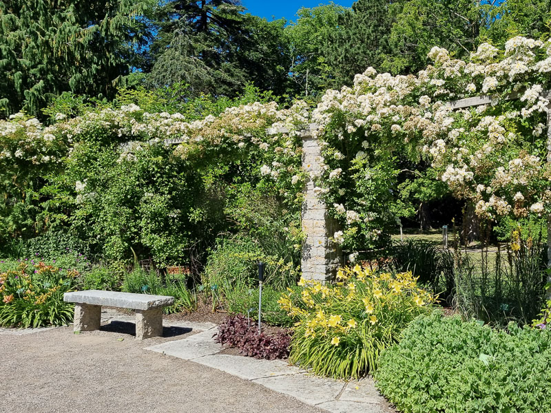 Stora rosenbågar med klätterrosor i Visby Botaniska Trädgård