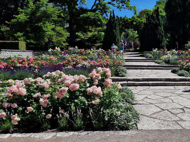 Överdådig rosenblomning i olika färger, i Visby Botaniska Trädgård