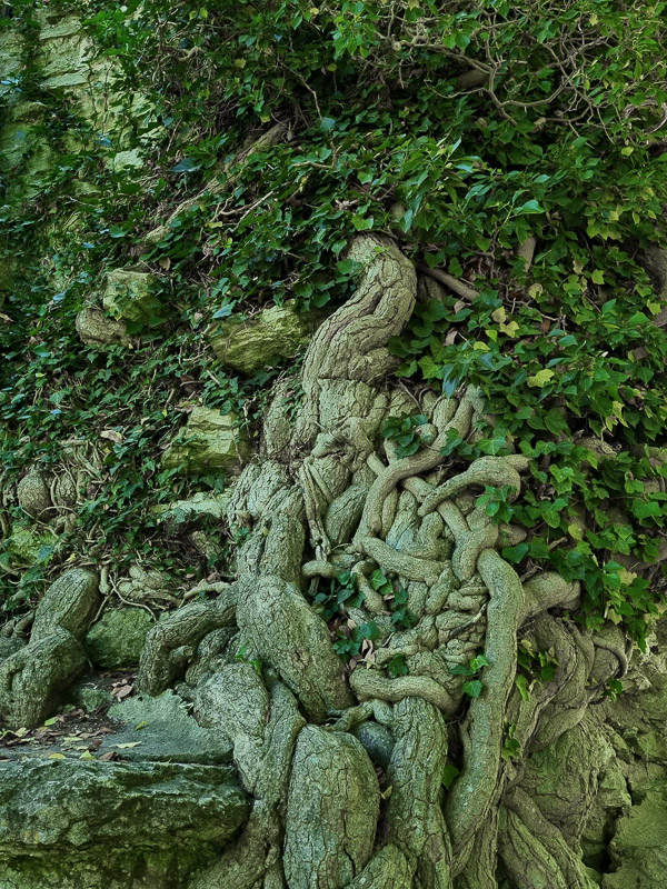 Gammal murgröna klättrar på ruinerna i Visby Botaniska Trädgård
