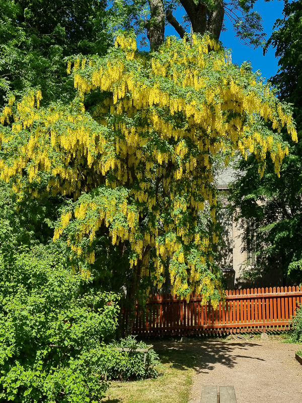 Gullregn blommar i Vadstena klosterträdgård