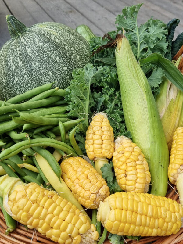 Skörd av majs, bönor, squash och grönkål i augusti