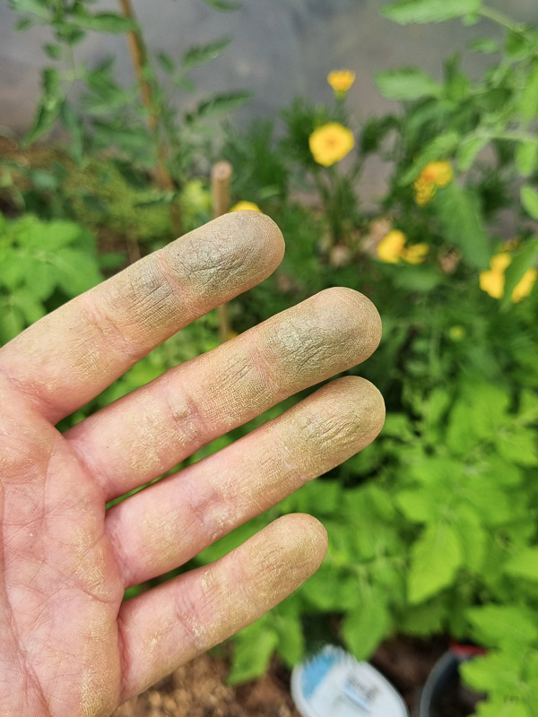 Gröna fingrar som har tjuvat tomater