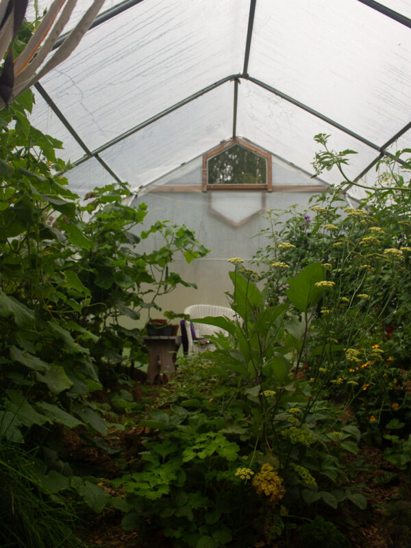 Tunnelväxthus fyllt av gurk- och tomatplantor.