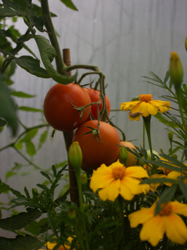 Gul tagetes, med röda tomater i bakgrunden