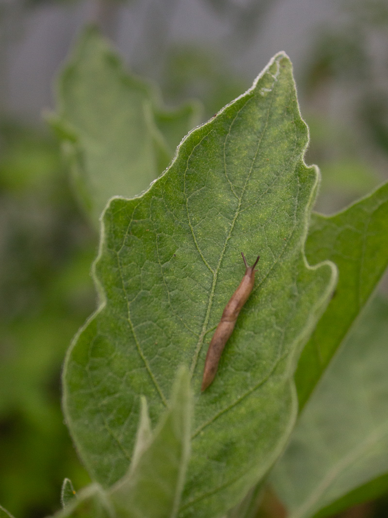 Liten snigel på ett aubergineblad, närbild