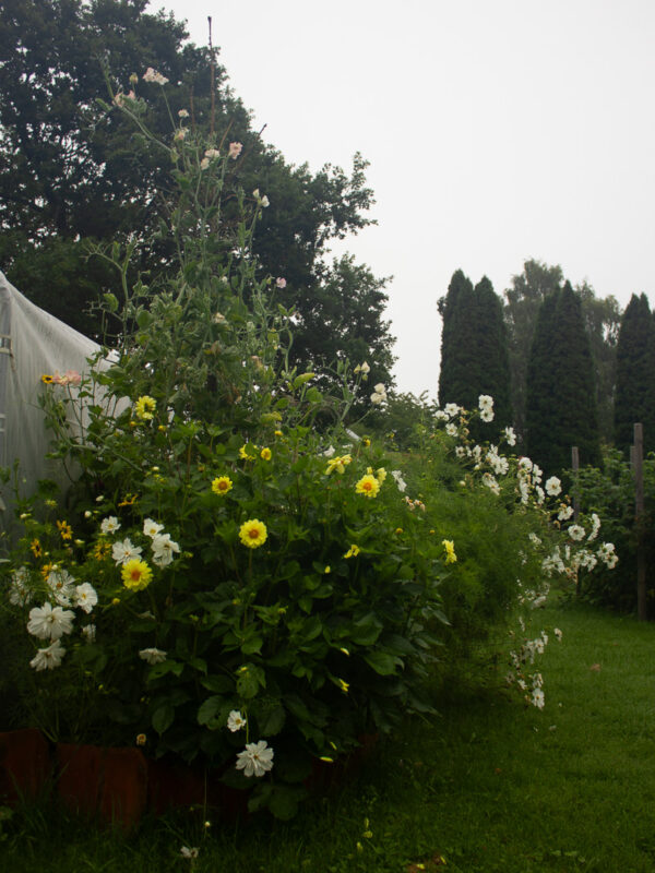 Sommarblomsrabatt med luktärter, dahlia och rosenskära